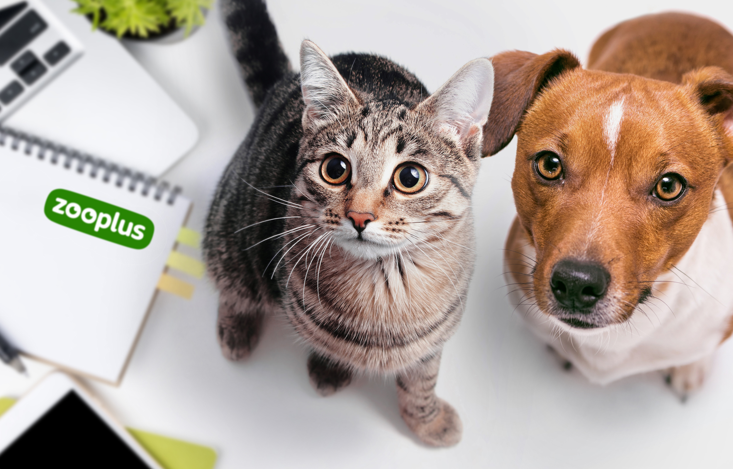 Zooplus: Your One-Stop Destination for Everything Your Pet Needs